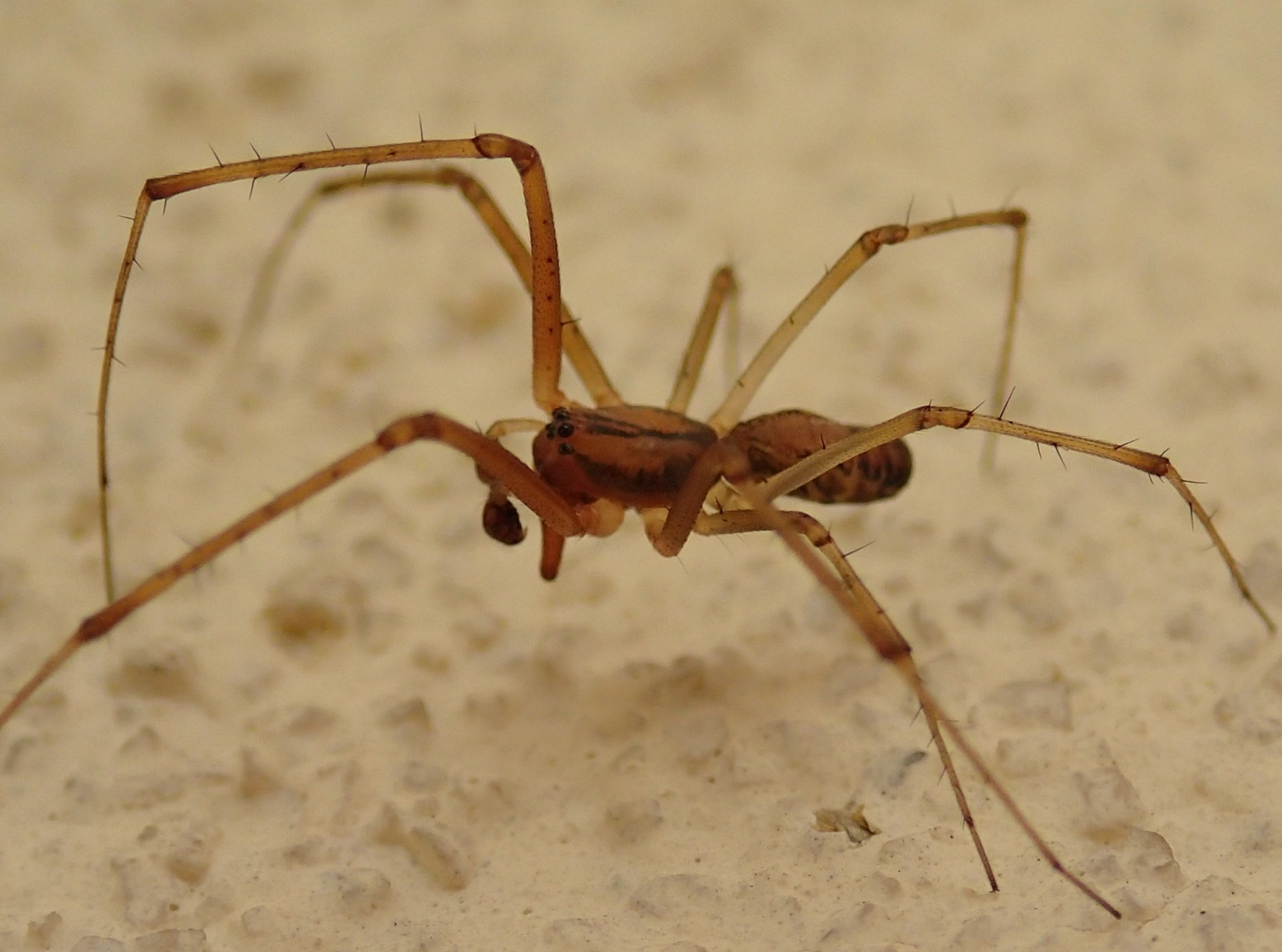 Maschio di Linyphia triangularis ?